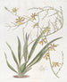 Oncidium noble - Sydenham Edwards — vy av konstverket