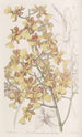 Oncidium med långa blad - Sydenham Edwards — vy av konstverket
