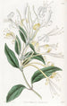 Chèvrefeuille à longues fleurs - Sydenham Edwards — vy av konstverket