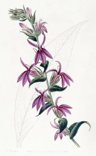 Sydenham Edwards - Lows Purple Lobelia.webp