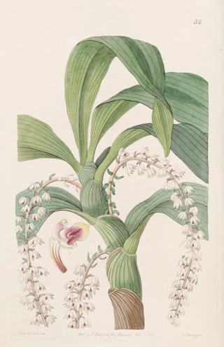 Sydenham Edwards - Manytailed Eria.webp