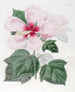 Hibiscus des marais - Sydenham Edwards — vy av konstverket