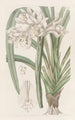 Cymbidium av Masters - Sydenham Edwards — vy av konstverket