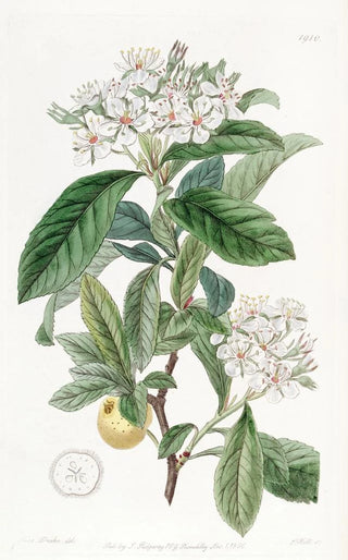 Sydenham Edwards - Mexican Hawthorn.webp