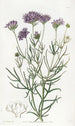 Gilia à feuilles de millefeuille - Sydenham Edwards — vy av konstverket