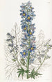 Delphinium des montagnes - Sydenham Edwards — vy av konstverket