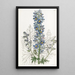Delphinium des montagnes - Sydenham Edwards — inramlat konstverk på väggen