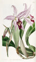 variété av Laelia anceps av M. Barker - Sydenham Edwards — vy av konstverket