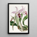 variété av Laelia anceps av M. Barker - Sydenham Edwards — inramlat konstverk på väggen