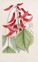 Erythrina av M. Bidwill - Sydenham Edwards — vy av konstverket