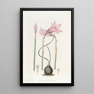 Sydenham Edwards - Mr Booths Slenderleaved Habranthus.webp