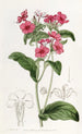 Phlox av M. Drummond - Sydenham Edwards — vy av konstverket