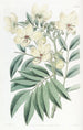 Cassia de M. Herbert - Sydenham Edwards — vy av konstverket