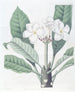 Plumeria av M. Lambert - Sydenham Edwards — vy av konstverket