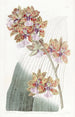 Oncidium av M. Lance - Sydenham Edwards — vy av konstverket
