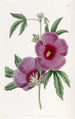 Hibiscus av M. Lindley - Sydenham Edwards — vy av konstverket