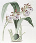 M. Mackay's Eulophia - Sydenham Edwards — vy av konstverket