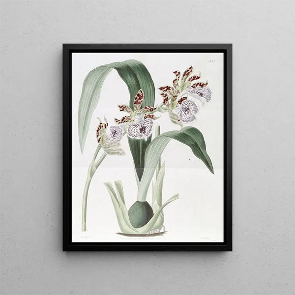 Sydenham Edwards - Mr Mackays Eulophia.webp