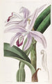 Cattleya av M. Perrin - Sydenham Edwards — vy av konstverket
