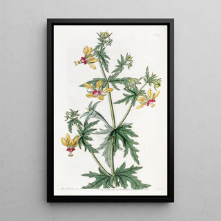 Sydenham Edwards - Mr Places Loasa.webp