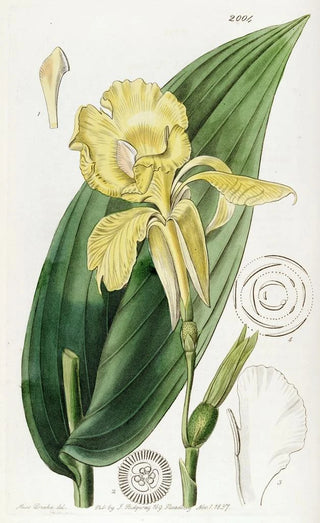 Sydenham Edwards - Mr Reevess Indian Shot.webp