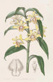 Dendrobium av M. Rucker - Sydenham Edwards — vy av konstverket