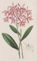 Epidendrum av M. Schomburgk - Sydenham Edwards — vy av konstverket