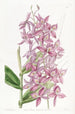 Epidendrum av M. Skinner - Sydenham Edwards — vy av konstverket