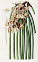 Maxillaria de M. Steels - Sydenham Edwards — vy av konstverket