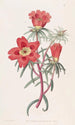 Pourpier de M. Thelluson - Sydenham Edwards — vy av konstverket