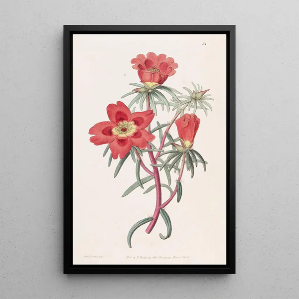 Sydenham Edwards - Mr Thellusons Purslane.webp