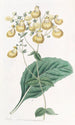 Calceolaria av M. W. Herbert - Sydenham Edwards — vy av konstverket