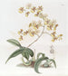 Oncidium av fru Arnold Harrison - Sydenham Edwards — vy av konstverket