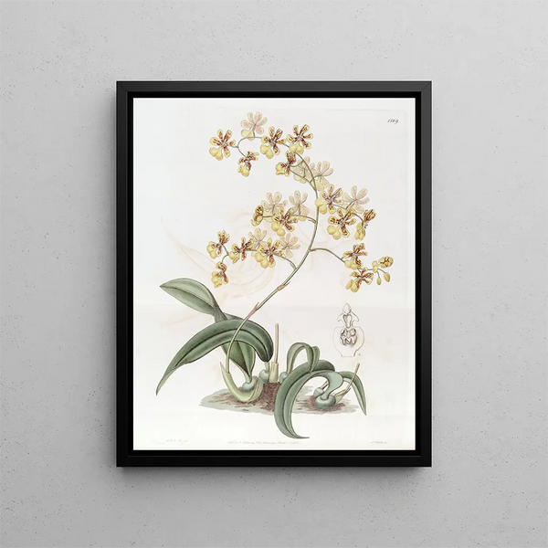 Sydenham Edwards - Mrs Arnold Harrisons Oncidium.webp