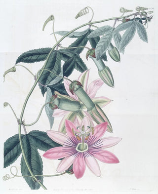 Sydenham Edwards - Mrs Marryats Tacsonia.webp