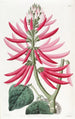 Erythrine med nakna blommor - Sydenham Edwards — vy av konstverket