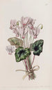 Cyclamen napolitain - Sydenham Edwards — vy av konstverket