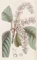 Clèthre à feuilles de chêne - Sydenham Edwards — vy av konstverket