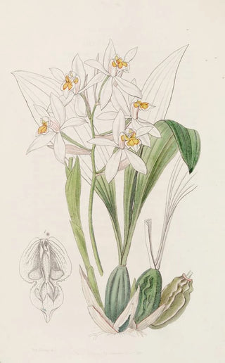 Sydenham Edwards - OchreSpotted Coelogyne.webp