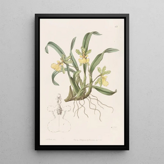 Sydenham Edwards - Oneflowered Oncidium.webp