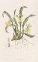 Oncidium med en blomma - Sydenham Edwards — vy av konstverket