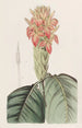 Aphelandra orange - Sydenham Edwards — vy av konstverket