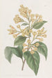 Cestrum orangé - Sydenham Edwards — vy av konstverket