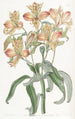 orange Alstroemeria - Sydenham Edwards — vy av konstverket
