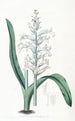 Lachenalia à fleurs bleu pâle - Sydenham Edwards — vy av konstverket