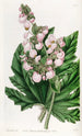 Begonia med palmeknölblad - Sydenham Edwards — vy av konstverket