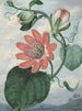 Fleur de la passion - Sydenham Edwards — vy av konstverket