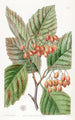 Epine à feuilles de poirier - Sydenham Edwards — vy av konstverket