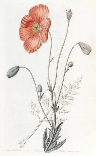 Sydenham Edwards - Persian Poppy.webp