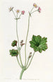 Begonia med blomblad - Sydenham Edwards — vy av konstverket
